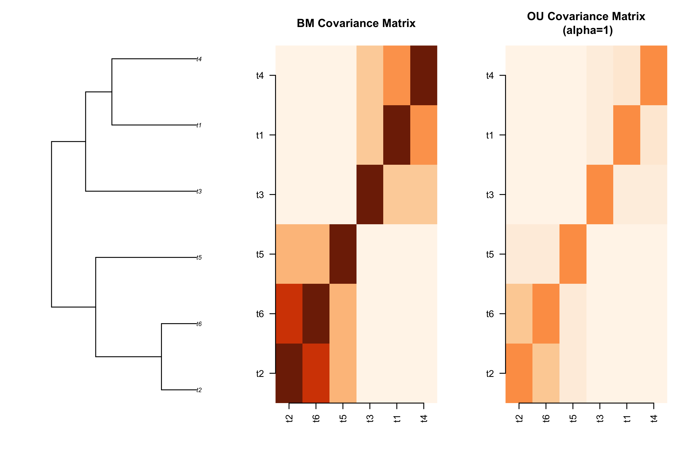 Differences in phylogenetic covariance matricies using an underlying Brownian Motion and Ornstein-Uhlenbeck model of evolution.