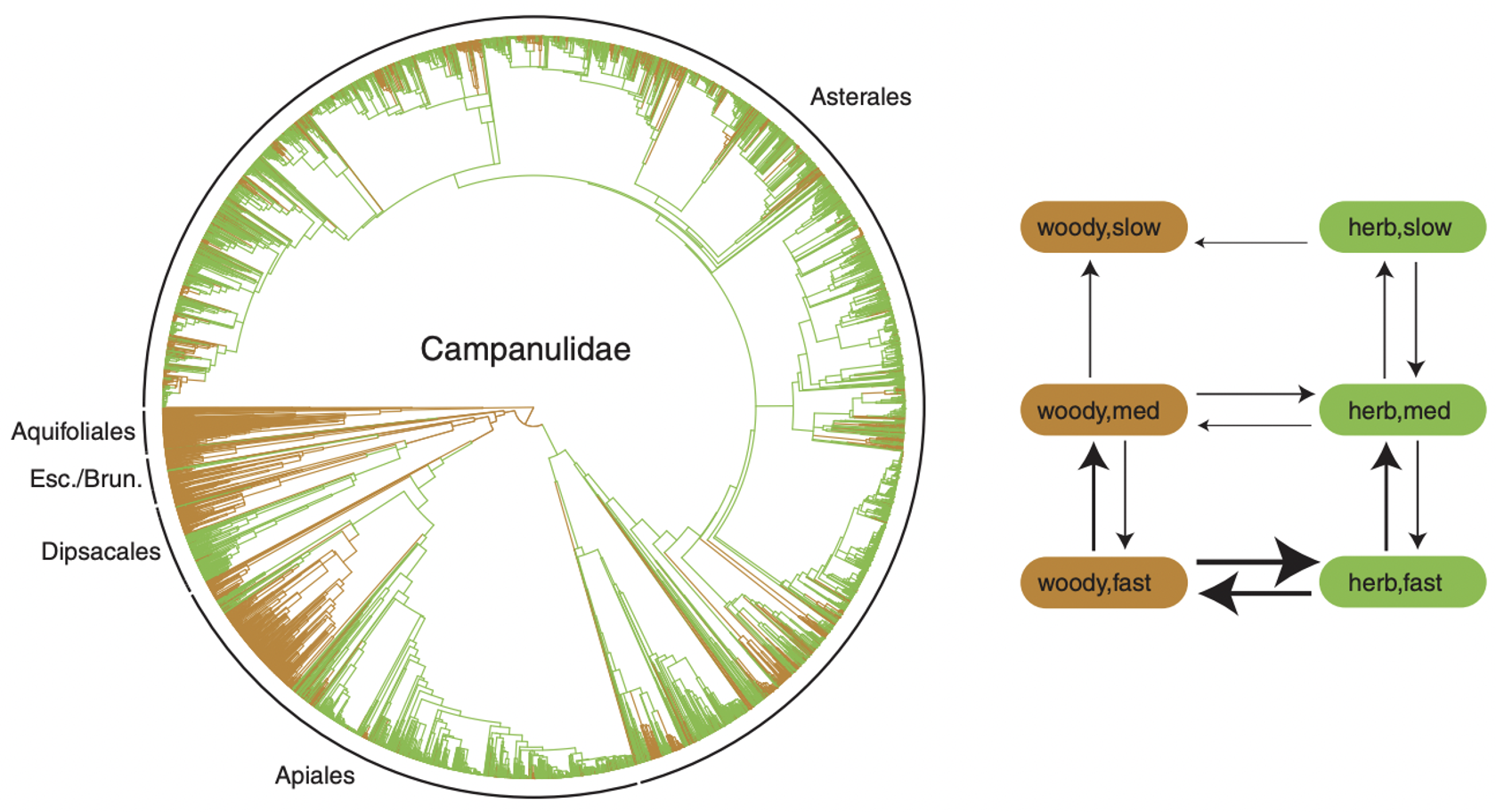 Rate and strength of evolutionary transitions between growth habit in Campanulid angiosperms.